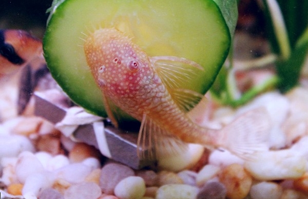 20 gallon fish tank stocking options