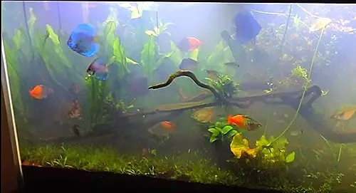What causes cloudy water in freshwater aquariums?
