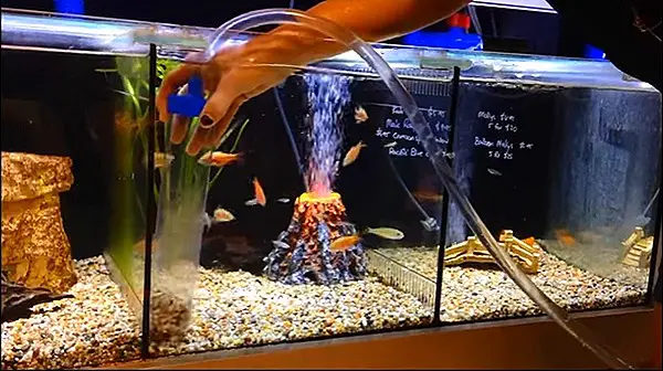 How do you set up adequate filtration for a fish tank?