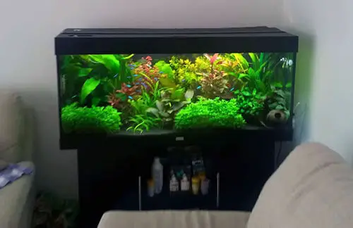 planted aquarium setup
