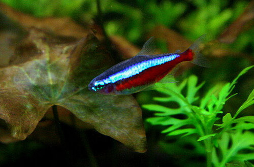 cardinal-tetra