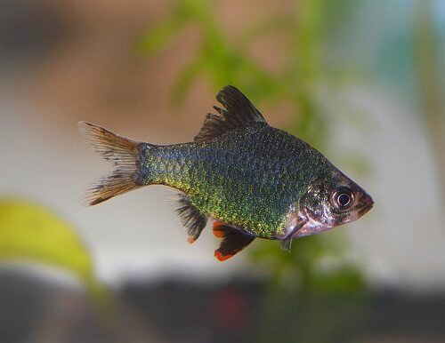 green-tiger-barb