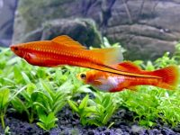 male-and-female-swordtails