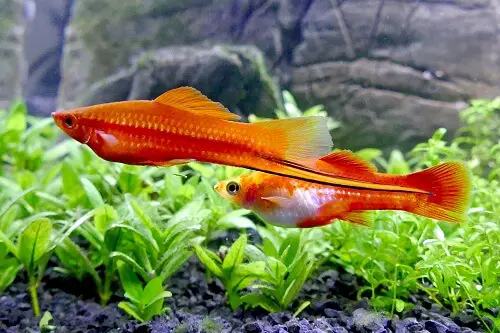 male-and-female-swordtails