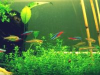 20 gallon fish tank stocking ideas