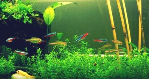 20 gallon fish tank stocking ideas