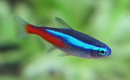 neon-tetra