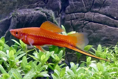 Swordtail-fish