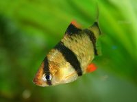 tiger-barb-fish