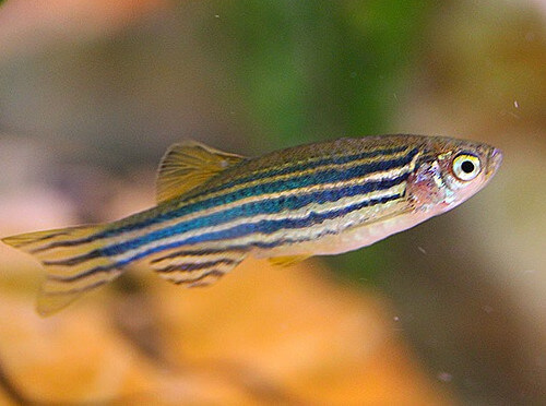 zebra fish size