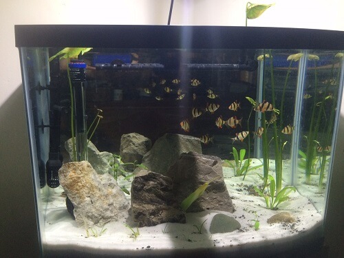 30 gallon fish tank kit