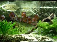 fish-tank