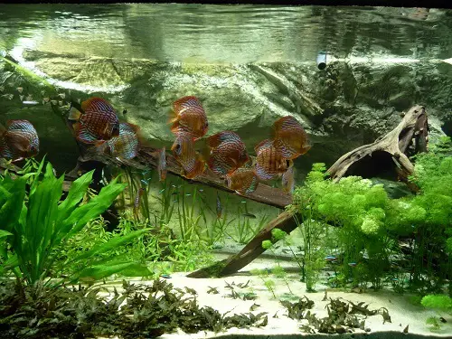 3d-fish-tank-background