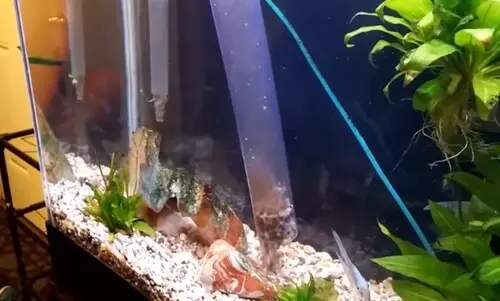 aquarium-gravel-cleaning