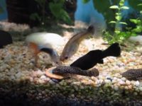 Guppies in a community tank