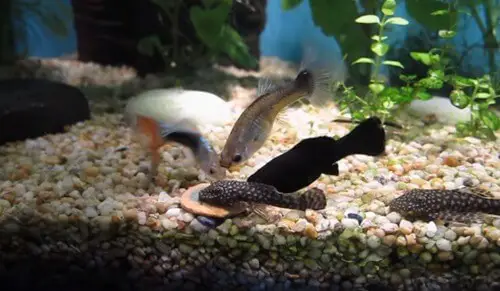 peaceful-community-aquarium-fish