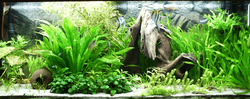 fish-tank-background