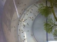 baby-guppies