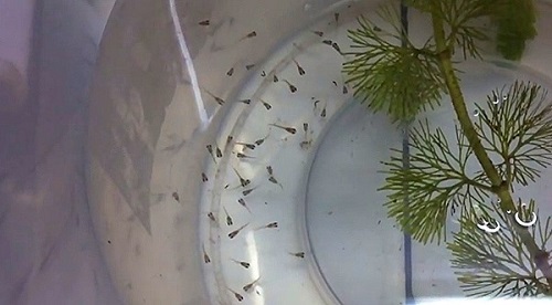 baby-guppies