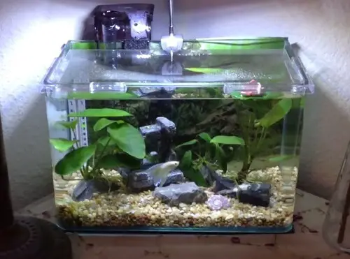choosing a betta fish tank