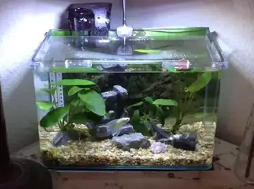 7 Steps To Setting Up And Maintaining A Betta Fish Tank