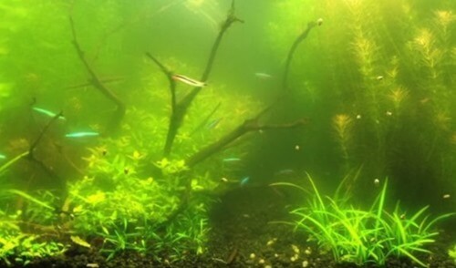 cloudy water in fish bowl