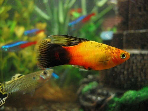 hifin-platy