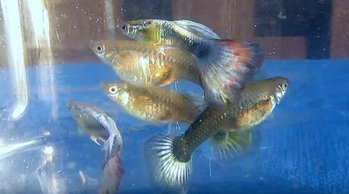 male-and-female-guppies