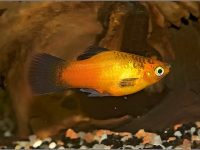 platy-fish