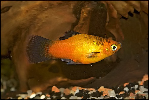 Platy Breeds