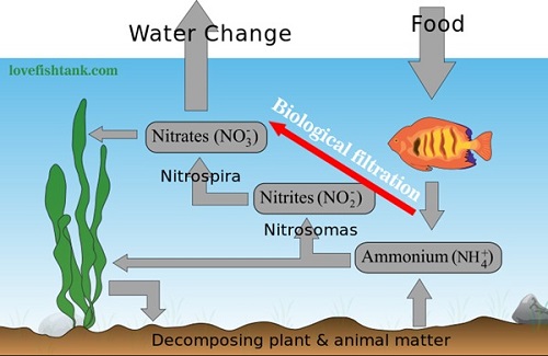 cycling fish tank with fish food