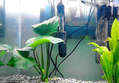 fish tank heater