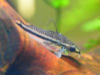 corydoras-pygmaeus
