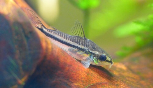 corydoras-pygmaeus