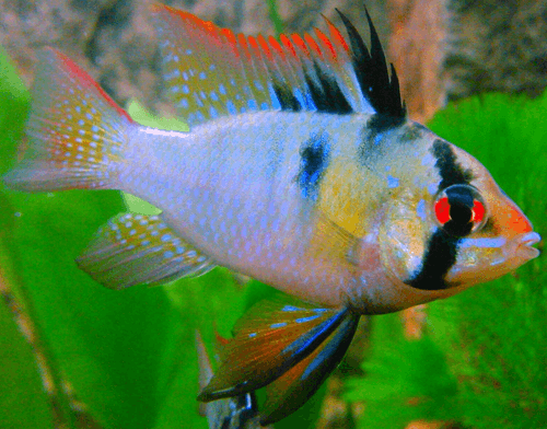 male-German-blue-ram