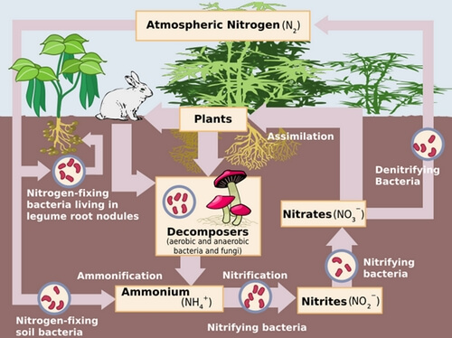 nitrogen-cycle-in-nature