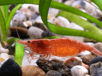red-cherry-shrimp