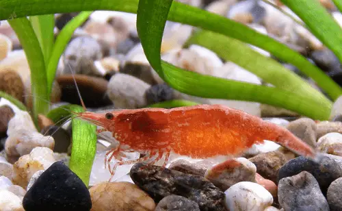 red-cherry-shrimp