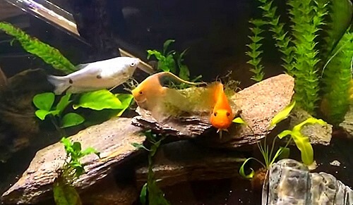 semi-aggressive-fish-tank-setup