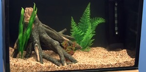 set-up-freshwater-fish-tank-(3)