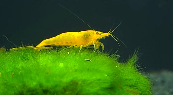 yellow-shrimp-keeping