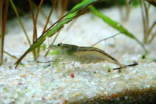 amano-shrimp-caridina-japonica