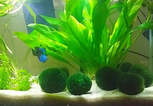 Betta fish love Marimo moss balls