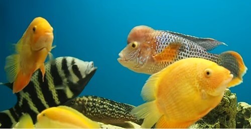 agressive-cichlid-fish-tank-2