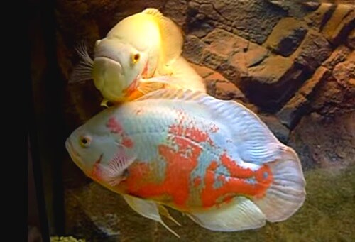 albino-tiger-oscar-cichlid-1