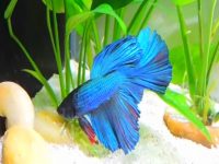 best Betta fish tank