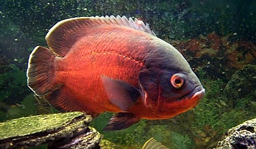 red-oscar-cichlid