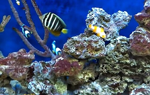 saltwater-tank-with-live-rock