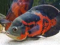 tiger-oscar-cichlid
