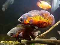 tiger-oscar-fish